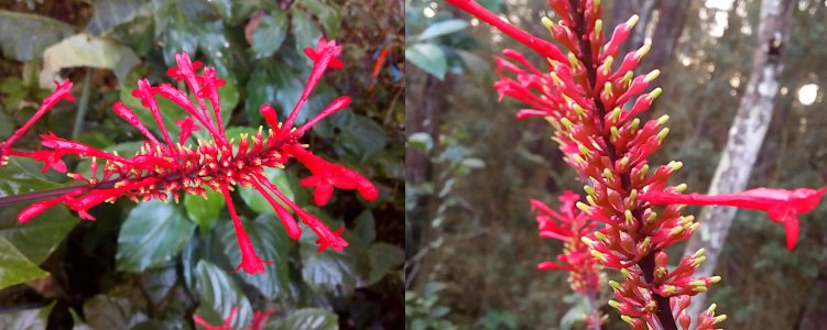 [Two photos spliced together. On the left the flower spike extends from the left and a number of long-tubular flowers extend up and down from it. Along the spike itself are small red oblong things wrapped around a yellow spike protruding from it. The image on the right is a closer view of these red and yellow things growing on the spike. They do not appear to be future flowers.]